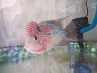 Cá đẹp