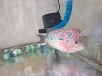 Cá đẹp