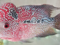 Cá đẹp
