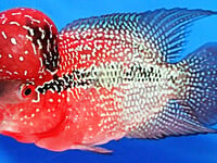 Cá đẹp