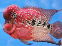 Cá đẹp