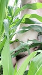 Đụ em trong vườn bắp ik mấy anh em đang khoả thân nè