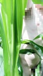 Nứng lồn trong vườn bắp🫴