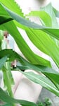 Nứng lồn trong vườn bắp🫴