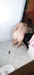 Nhìn đít đỉ dì là muốn đụ