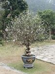 Nứng