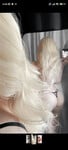 Phò phương anh 2k2 call chat sex
