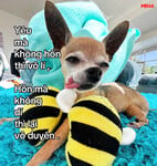 Cu hong