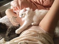Mèo và mèo