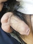 Chym nhỏ lắm lông