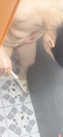 Bướm