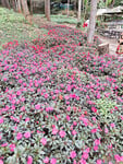 Ko ghi cap