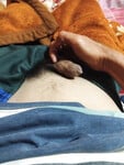 Bướm múp