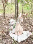 cosplay 软萌兔兔酱 (SweetRabbit233) Nahida - Genshin Impact