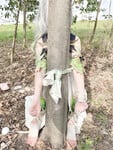 cosplay 软萌兔兔酱 (SweetRabbit233) Nahida - Genshin Impact