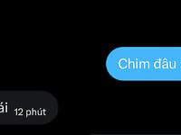 lớp bổ túc 12h đêm